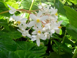  ST VINCENT_3